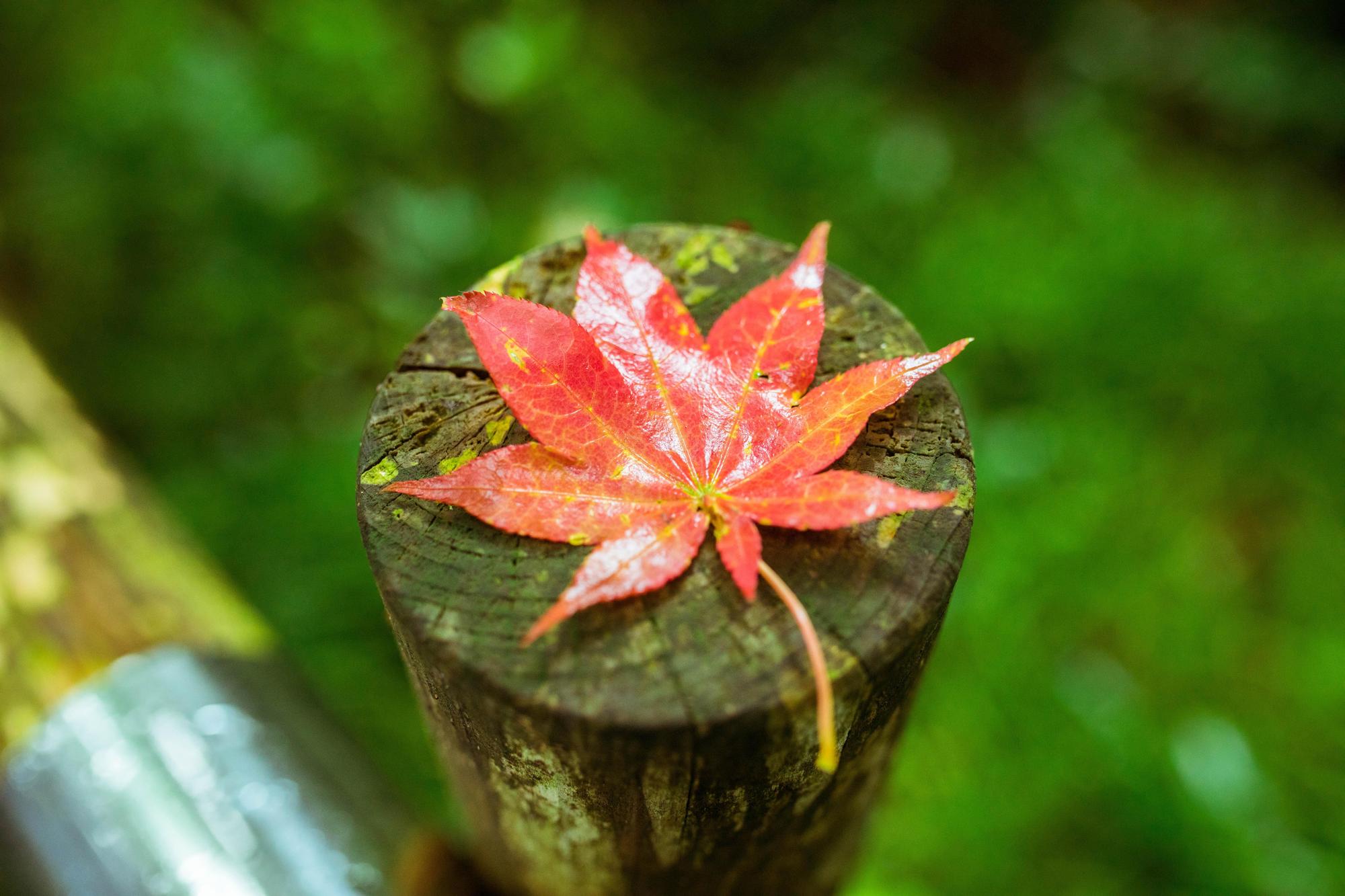 森林裡遇見的一抹紅葉。(日本觀光局JNTO提供)