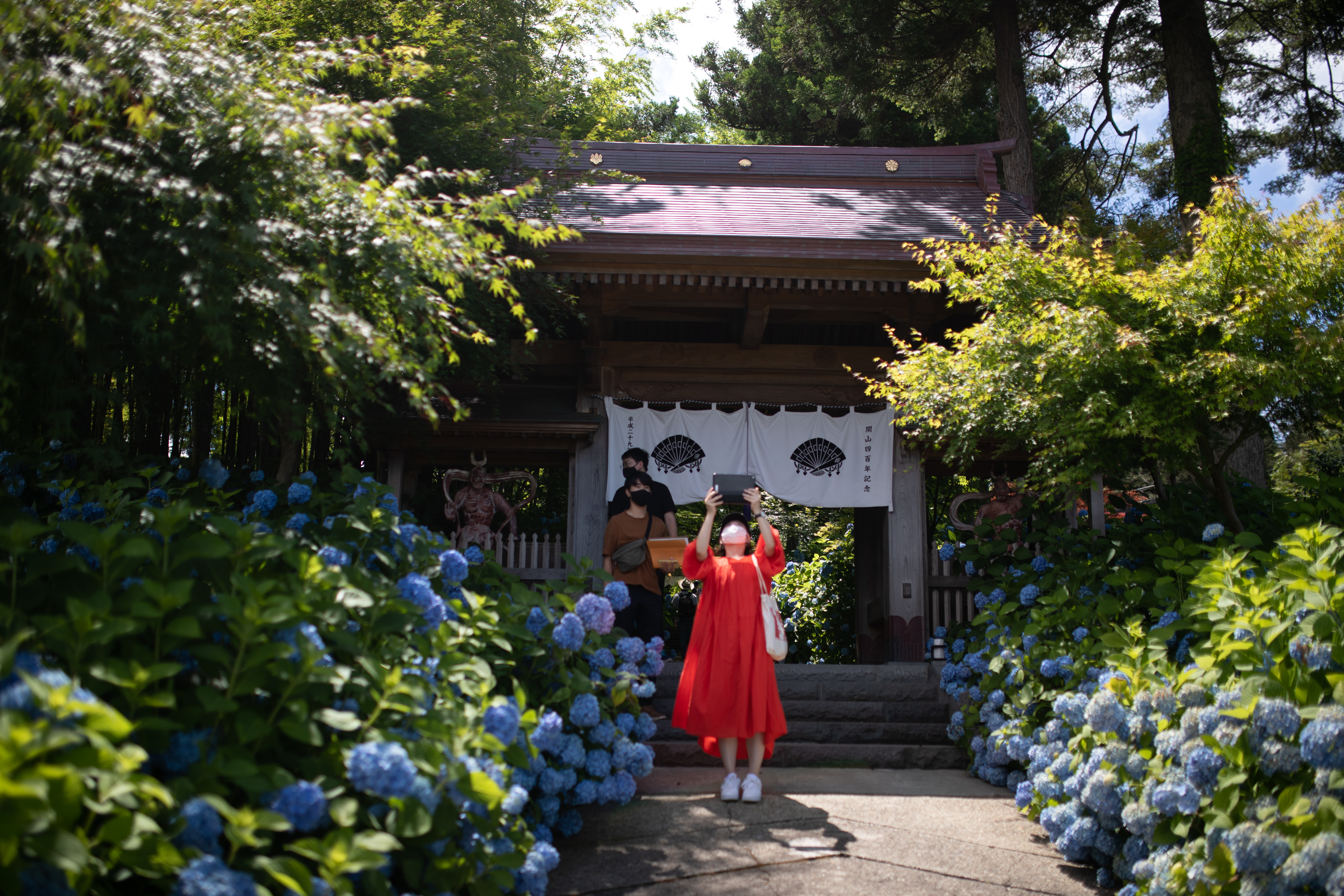 進入雲昌寺之前,就已經是繡球花滿開的景象。(日本觀光局JNTO提供)