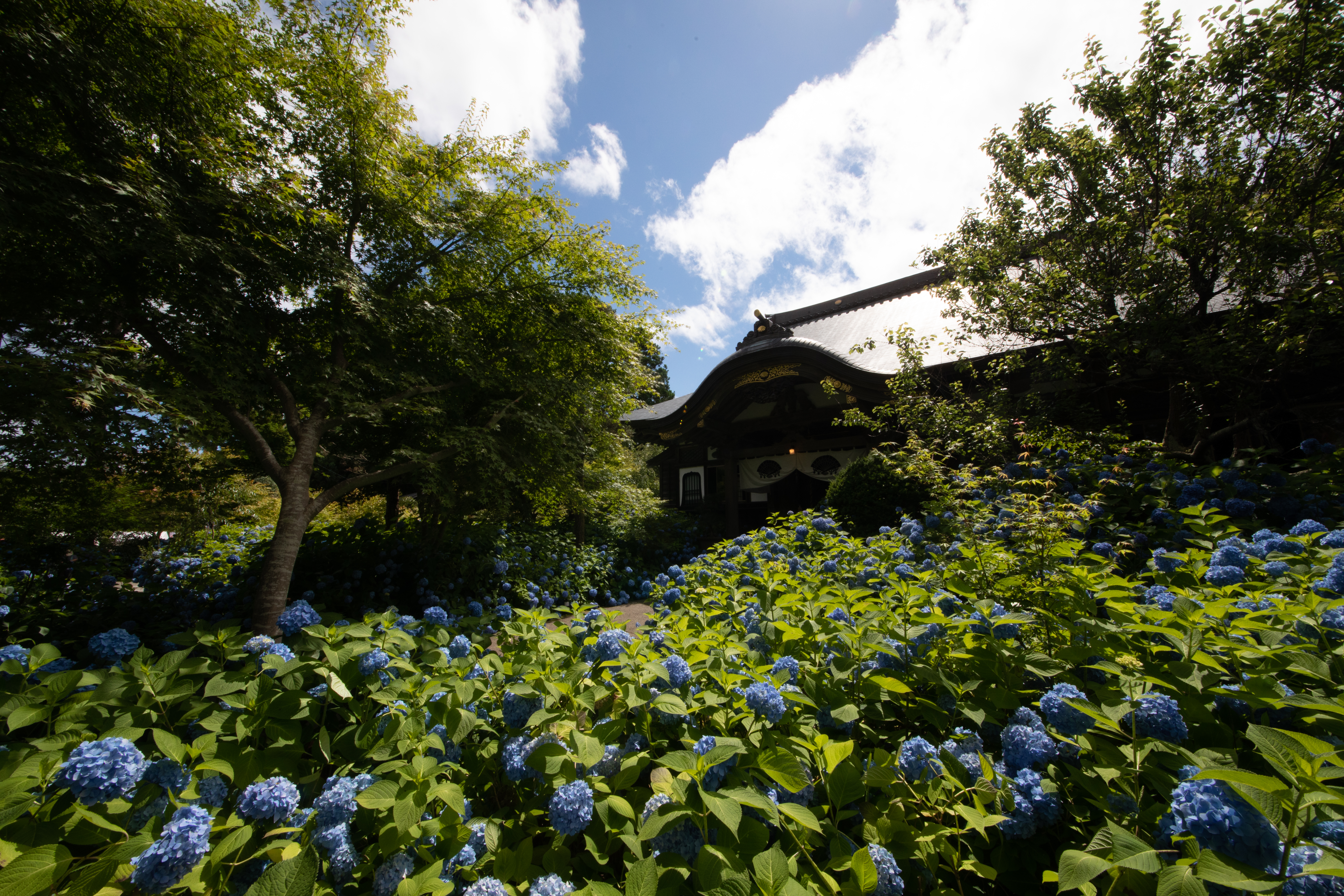 再看一眼鏡頭角度更廣,被藍色花海包圍的寺院。(日本觀光局JNTO提供)