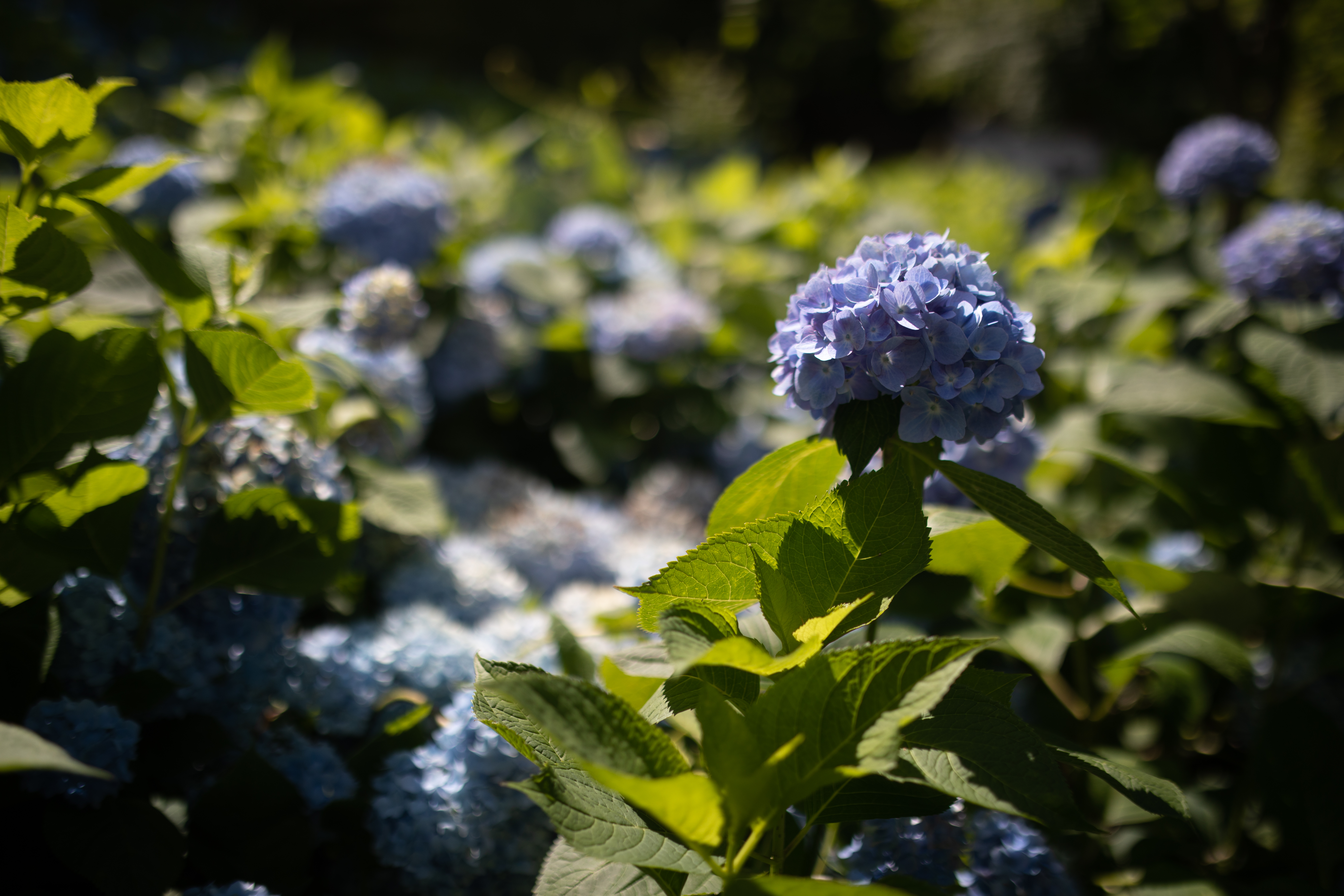 每一朵繡球花都展現出可愛的生命力。(日本觀光局JNTO提供)