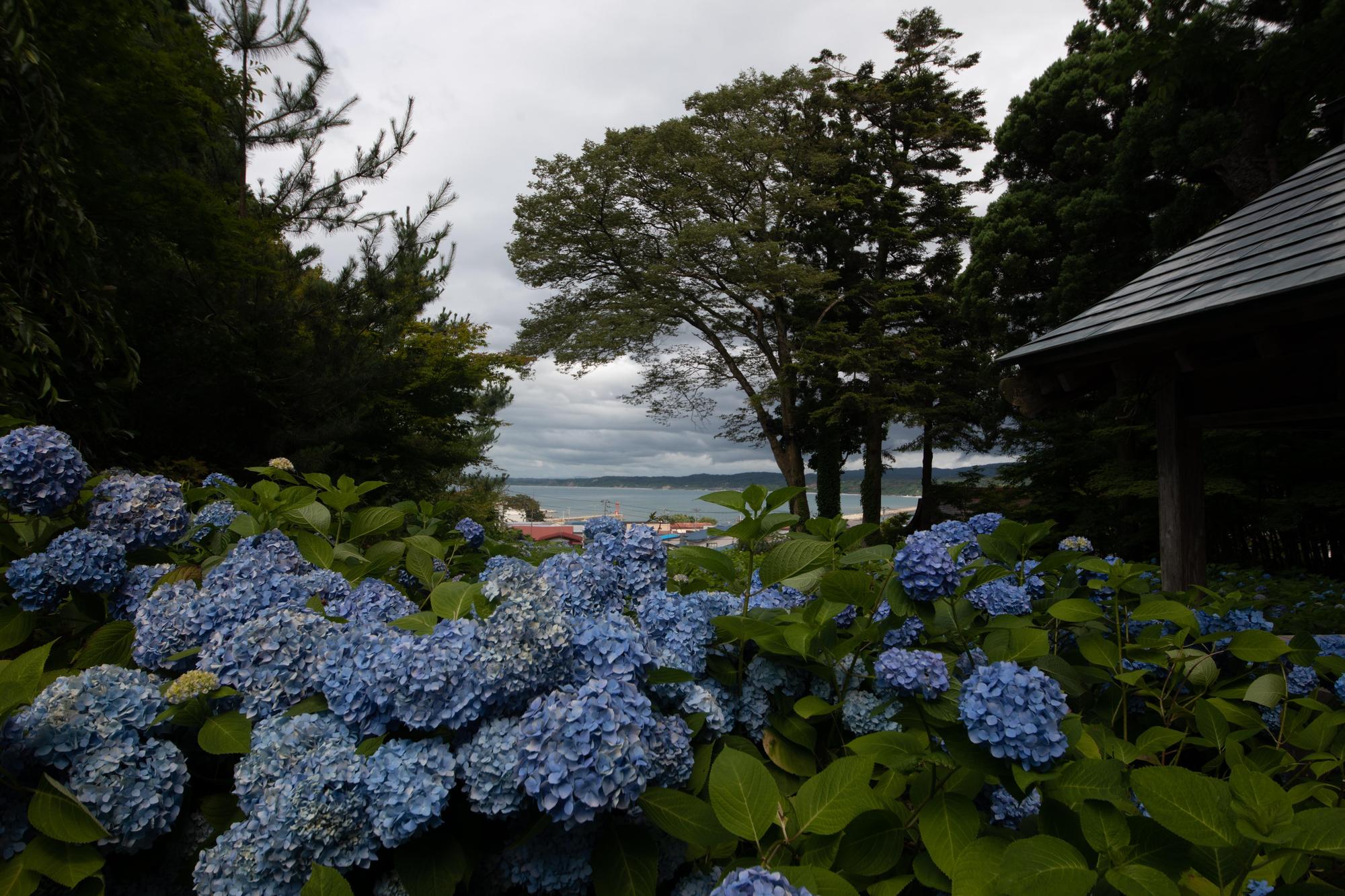 花海後面就能看到大海。（日本觀光局JNTO提供）