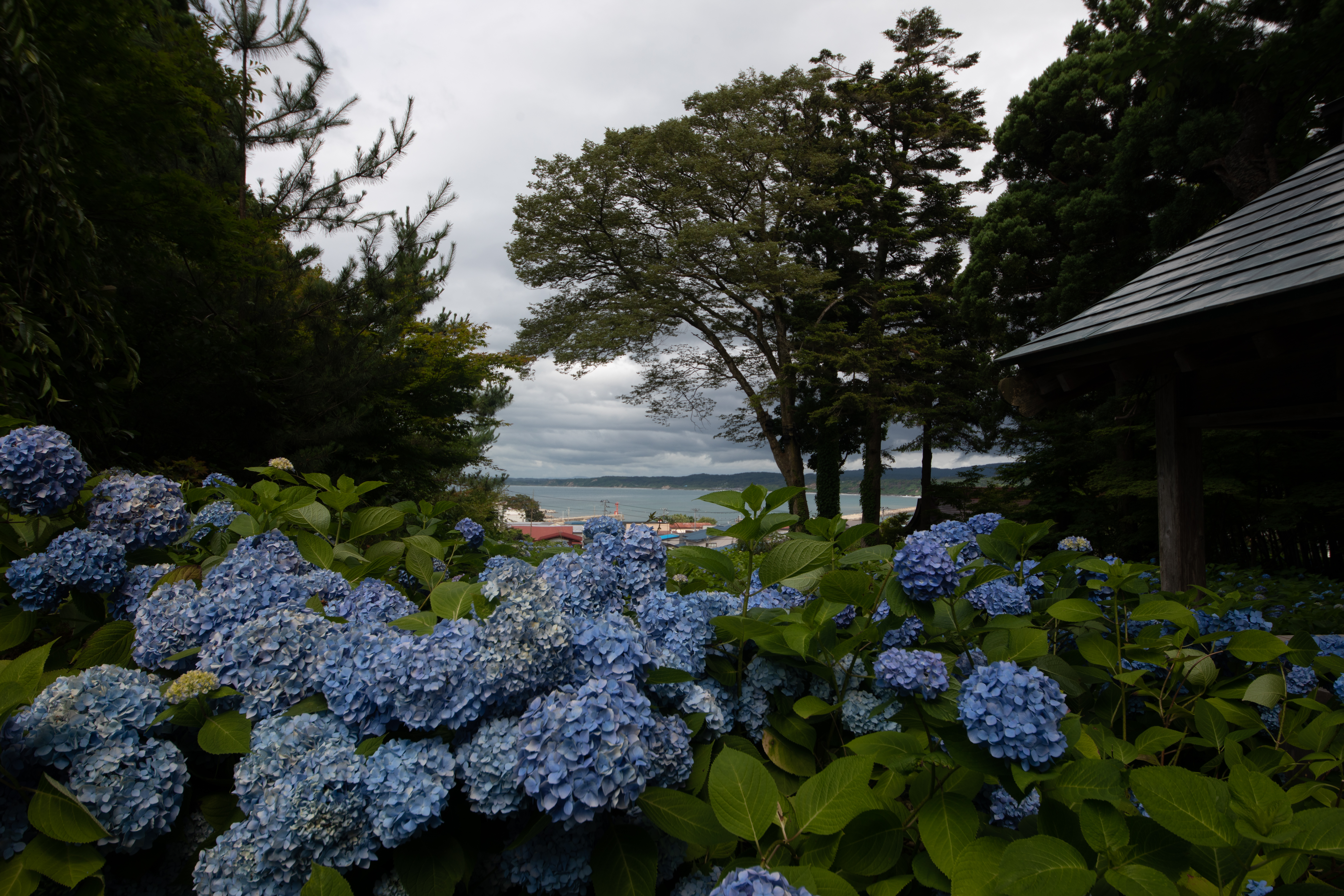 花海後面就能看到大海。(日本觀光局JNTO提供)