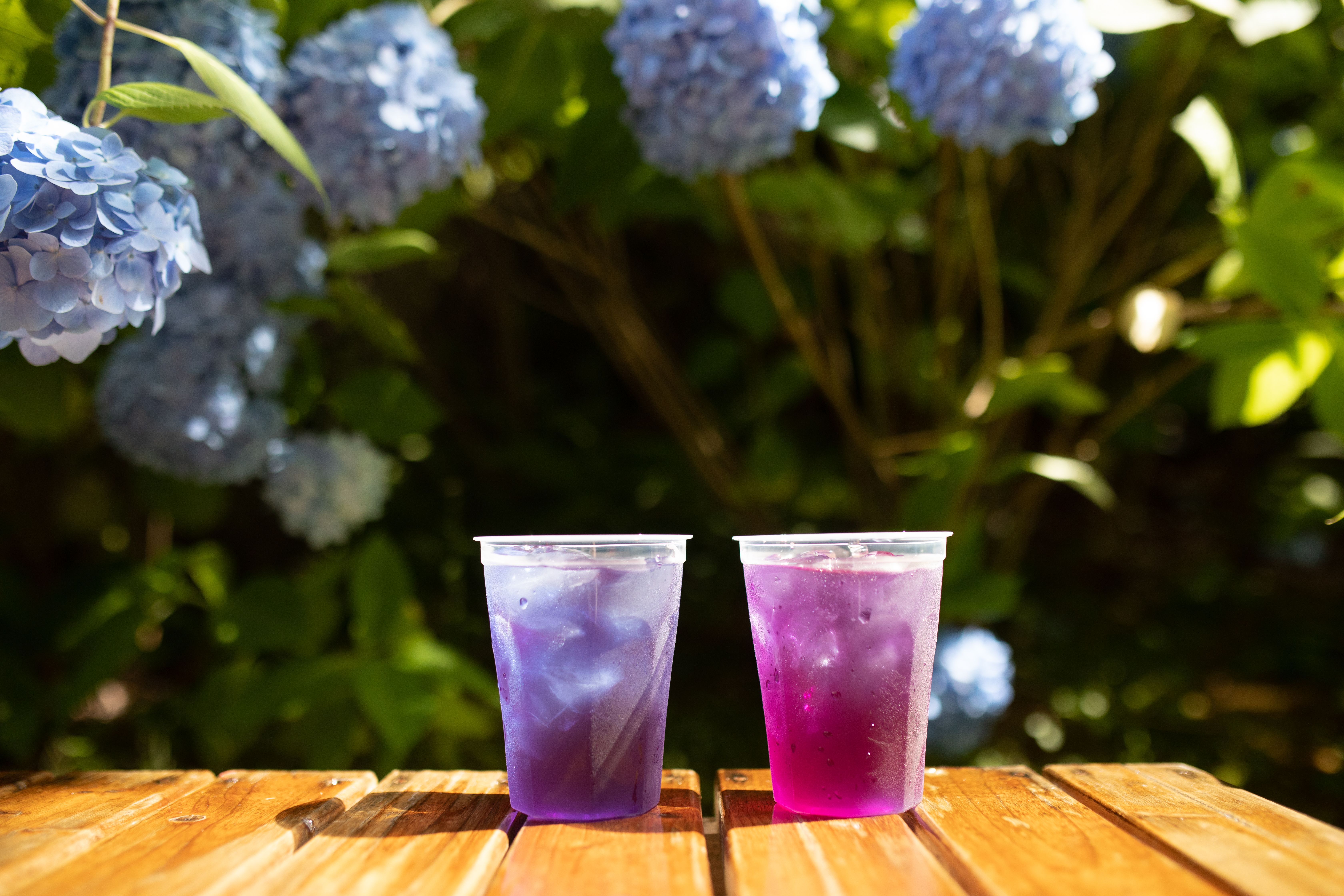 點上一杯「紫陽花茶」,非常有夏季的氣氛。(400日圓/杯,約NT$102)(日本觀光局JNTO提供)
