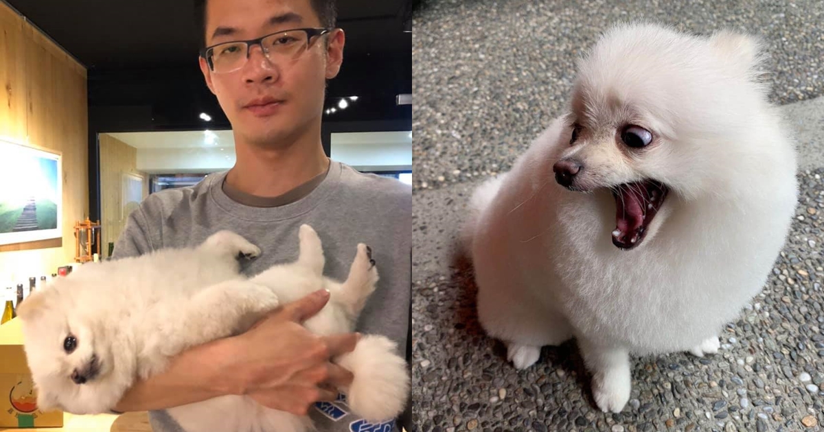 李敖的兒子李戡養了一隻博美犬Halo。（翻攝自李戡臉書）