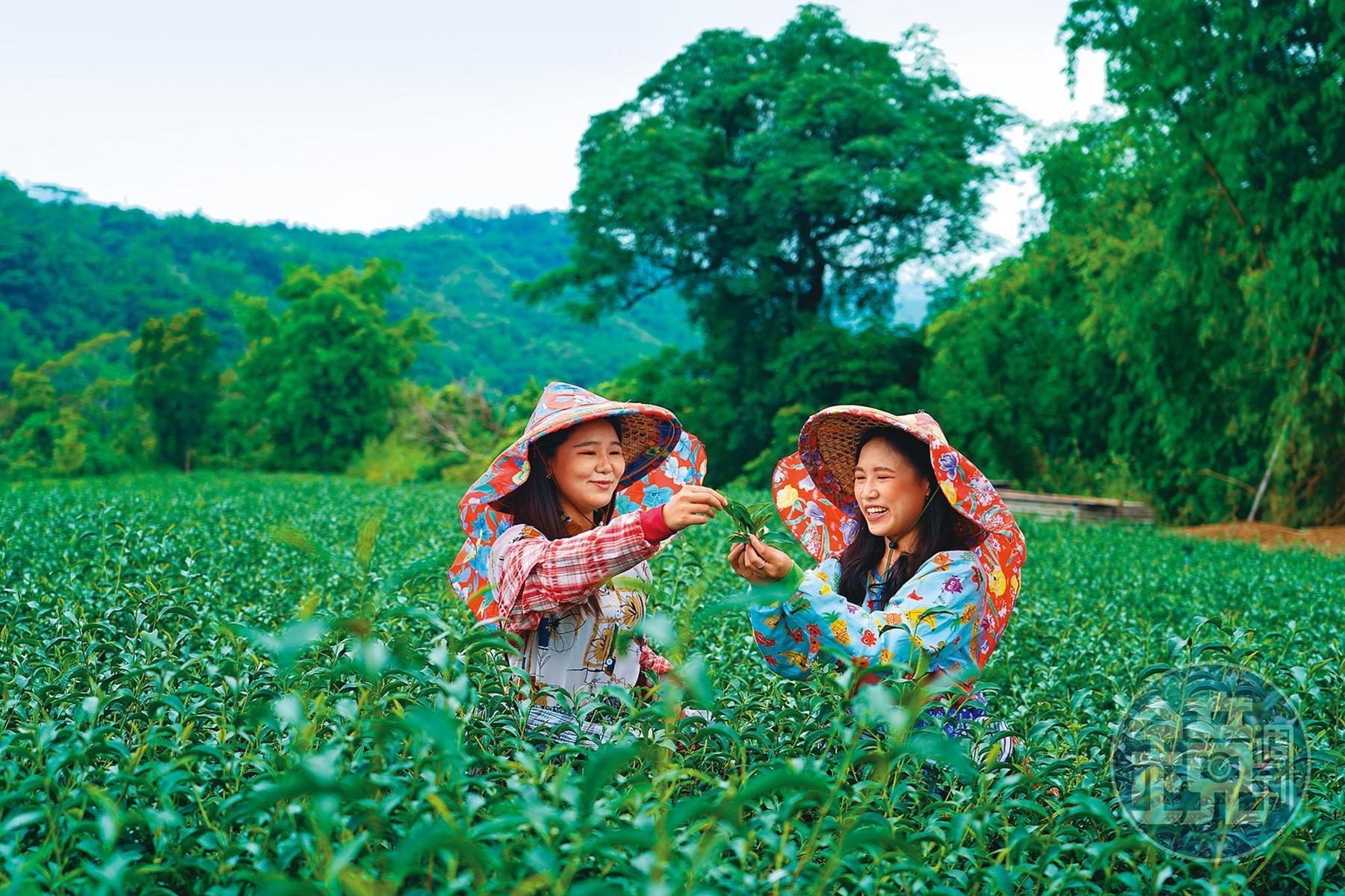 「梨迦初走」安排的茶皂體驗,會先到鄰近以有機農法種植的「大峰茶園」採摘嫩葉當原料。
