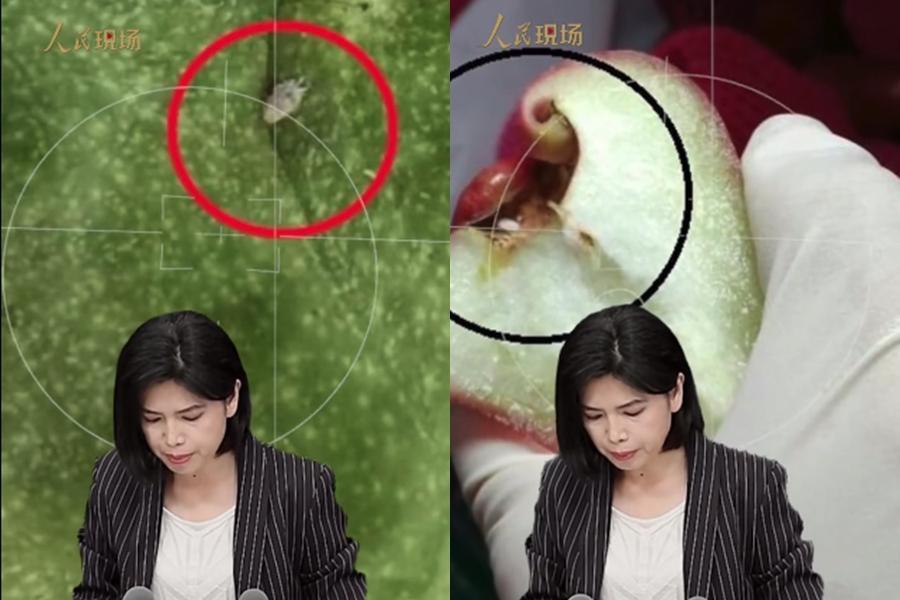 國台辦發言人朱鳳蓮今在記者會上亮出多張害蟲照,聲稱中國禁止我國水果輸入是合情合理。(翻攝自國台辦微博)
