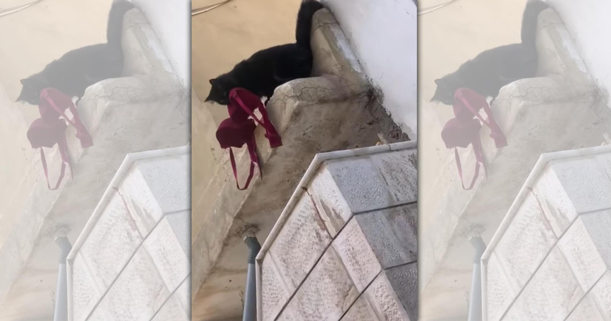 杜拜有位飼主驚見家中黑貓叼回一件大紅胸罩,返家時剛好被鄰居目擊拍下影片,網友笑稱還好有證據不然可能會讓老婆誤會而離婚。(翻攝Youtube頻道ViralHog)