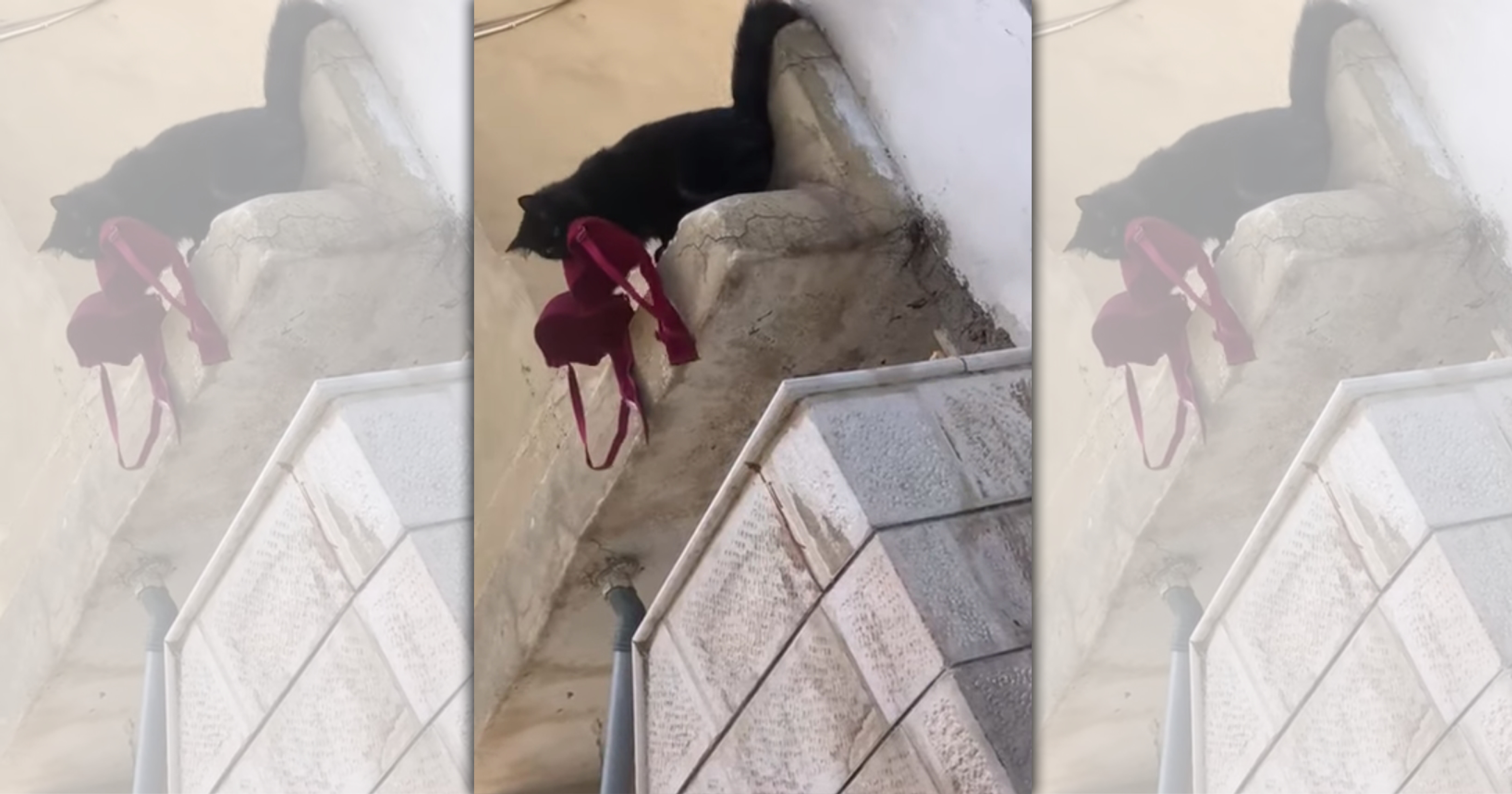 杜拜有位飼主驚見家中黑貓叼回一件大紅胸罩，返家時剛好被鄰居目擊拍下影片，網友笑稱還好有證據不然可能會讓老婆誤會而離婚。（翻攝Youtube頻道ViralHog）