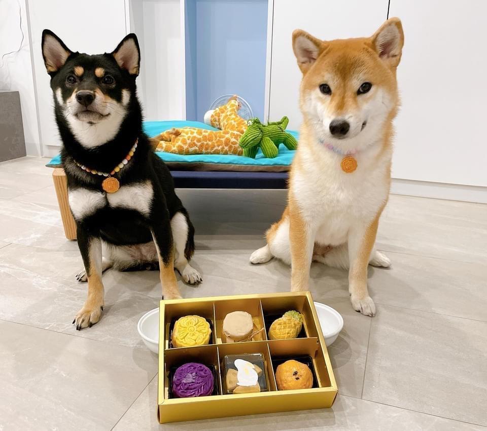 陳勢安所養的2隻柴犬。（翻攝自陳勢安臉書）