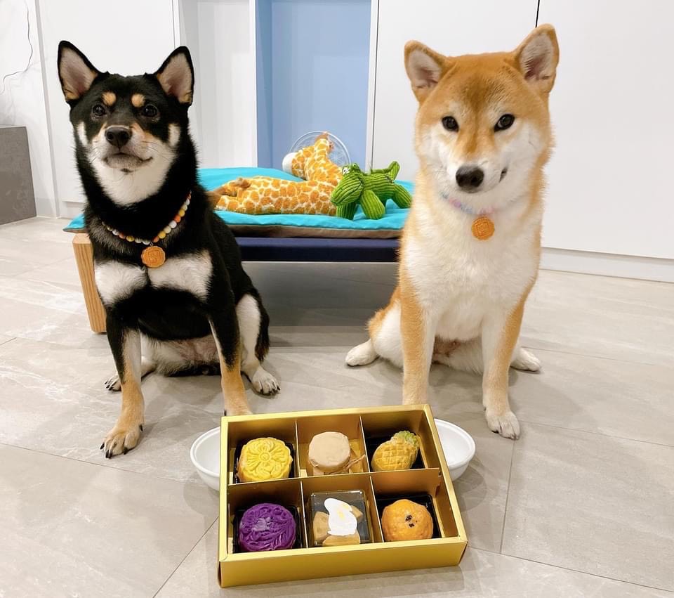 陳勢安所養的2隻柴犬。（翻攝自陳勢安臉書）