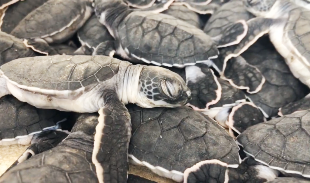 小笠原海洋中心致力於綠蠵龜等海洋生物的保育與研究,經常於社群分享在中心復育的小海龜療癒的日常。(翻攝推特@mt_seaturtle)