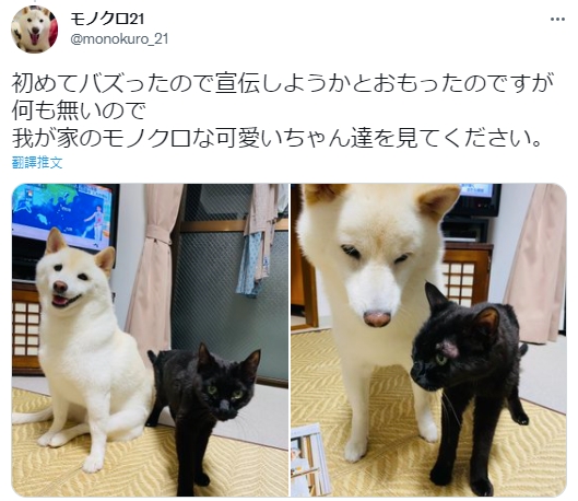 因為意外爆紅獲得熱烈的迴響,飼主也回文分享家中飼養的黑白兩毛寵,白柴阿健與黑貓AGI可愛合體照。(圖片翻攝推特@UhJRkb57Yk7Sjbl)