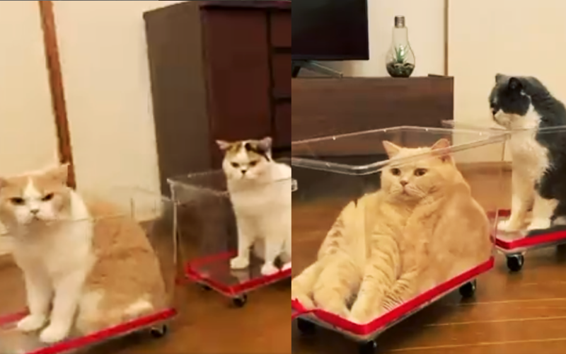 日本貓網紅家族，蜜柑與次郎等5隻貓咪的飼主，近日呼應《鬼滅之刃-無限列車篇》在電視首播，拍攝特別版影片「無限貓列車」，在推特上映不到一天票房就超過130萬次觀看。（圖片翻攝推特@jirosan77）