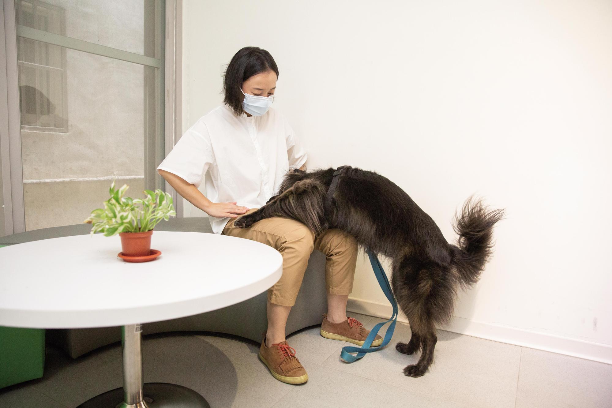 心輔犬戚風性格溫柔，喜歡撒嬌，往往能讓原先害怕動物的人降低戒心。