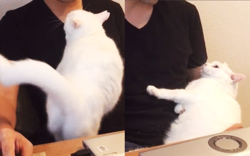 日本一名人妻拍下家中貓咪找正在居家辦公的老公撒嬌，突然往後倒在老公懸空手臂上，滿滿的信賴與愛的影片在推特爆紅。（圖片翻攝推特@furikodokei_R）