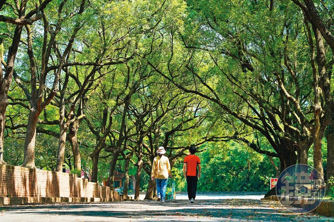 農場內的樟樹林大道,形成美麗又涼爽的綠色隧道。