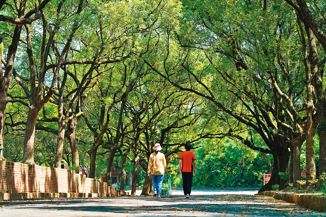 農場內的樟樹林大道，形成美麗又涼爽的綠色隧道。