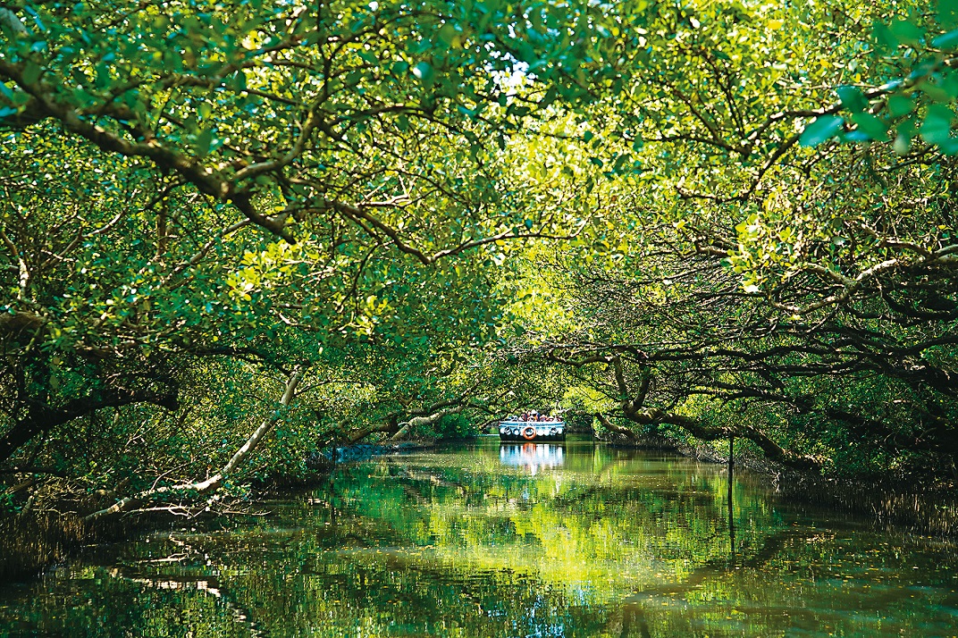 四草紅樹林枝幹橫生形成的綠色隧道，在光影照射下十分夢幻。