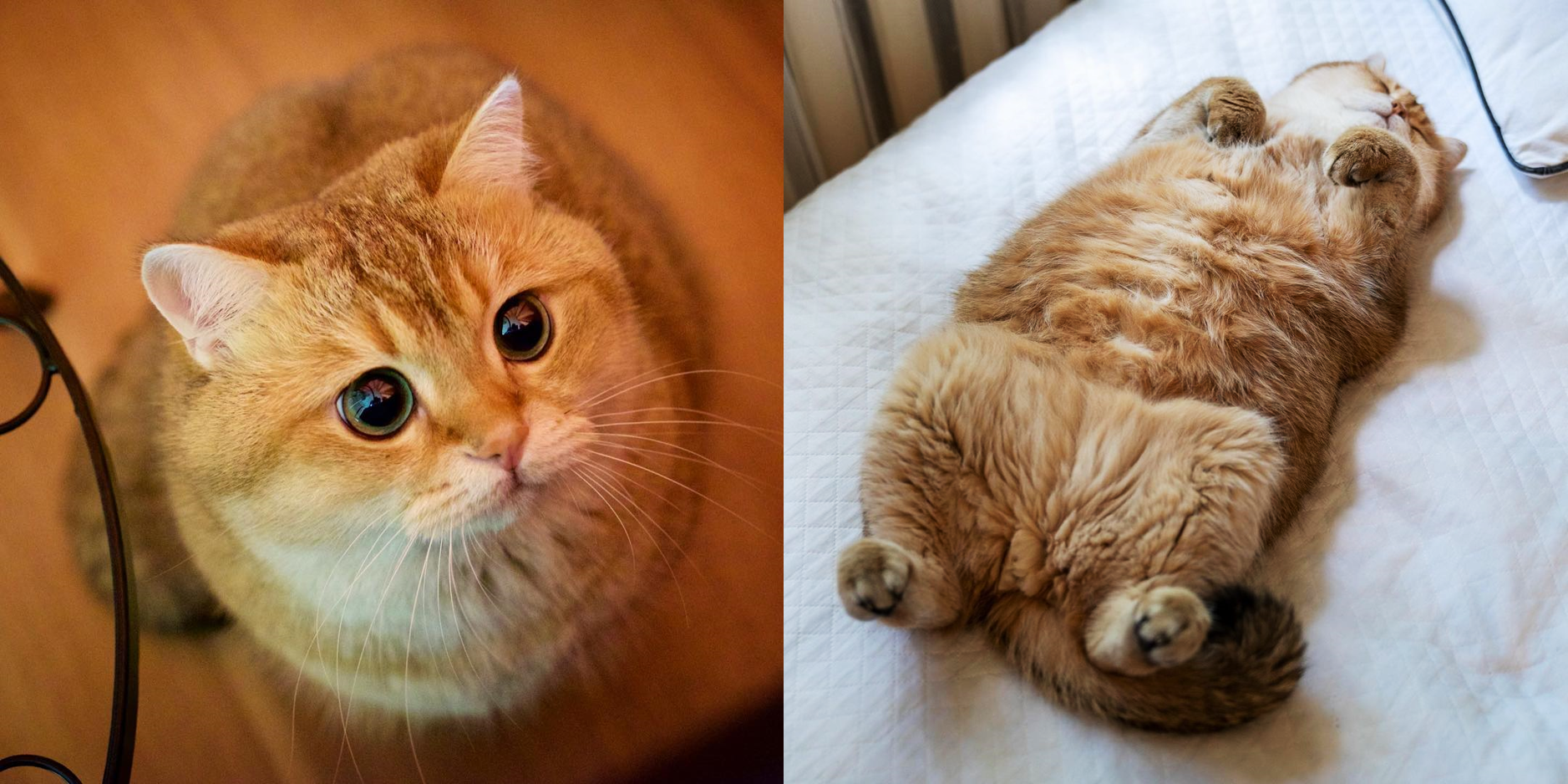 在IG擁有近兩百萬粉絲的Hosico,常以許多超萌的表情與行為療癒網友,也被說很像迪士尼動畫的「鞋貓劍客」與「加菲貓」。(圖片翻攝IG@hosico_cat)