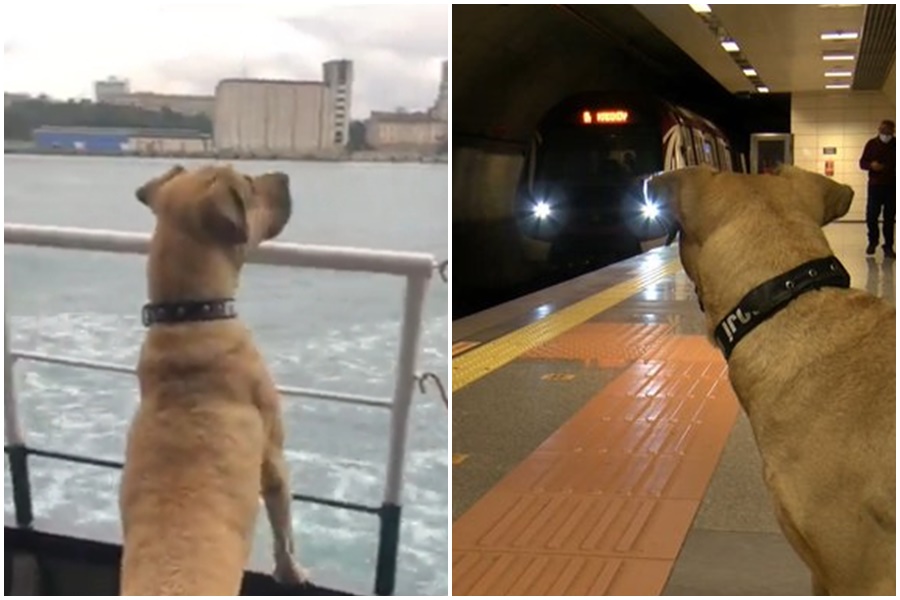 一隻暱稱Boji（轉向架）的大黃狗，因隻身搭乘大眾運輸在歐、亞洲來去自如，引發關注。（翻攝自Boji推特）