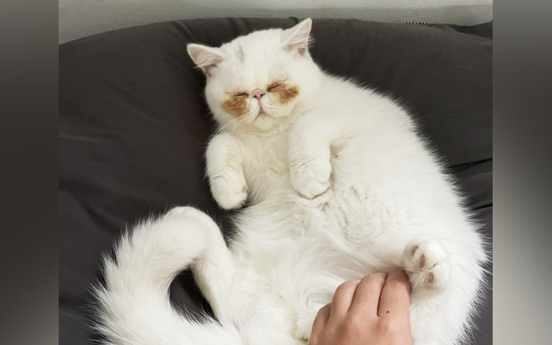 日本有隻貓咪UNI的毛色很特別，剛好在臉頰上有兩塊淺褐色的斑點，乍看很像臉紅的樣子，配上軟萌的個性圈粉無數。（圖片翻攝推特@uninosns）