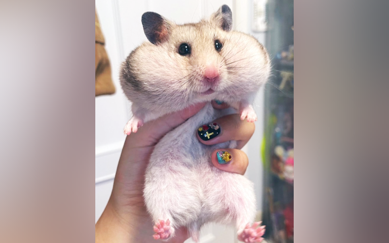 貪吃的倉鼠小夢趁機將三鼠份量的零食搜刮塞進嘴裡，脹爆的臉頰被飼主以現行犯之姿拍下PO網，但網友們大讚可愛無罪。（圖片翻攝推特@senpai_hamu）