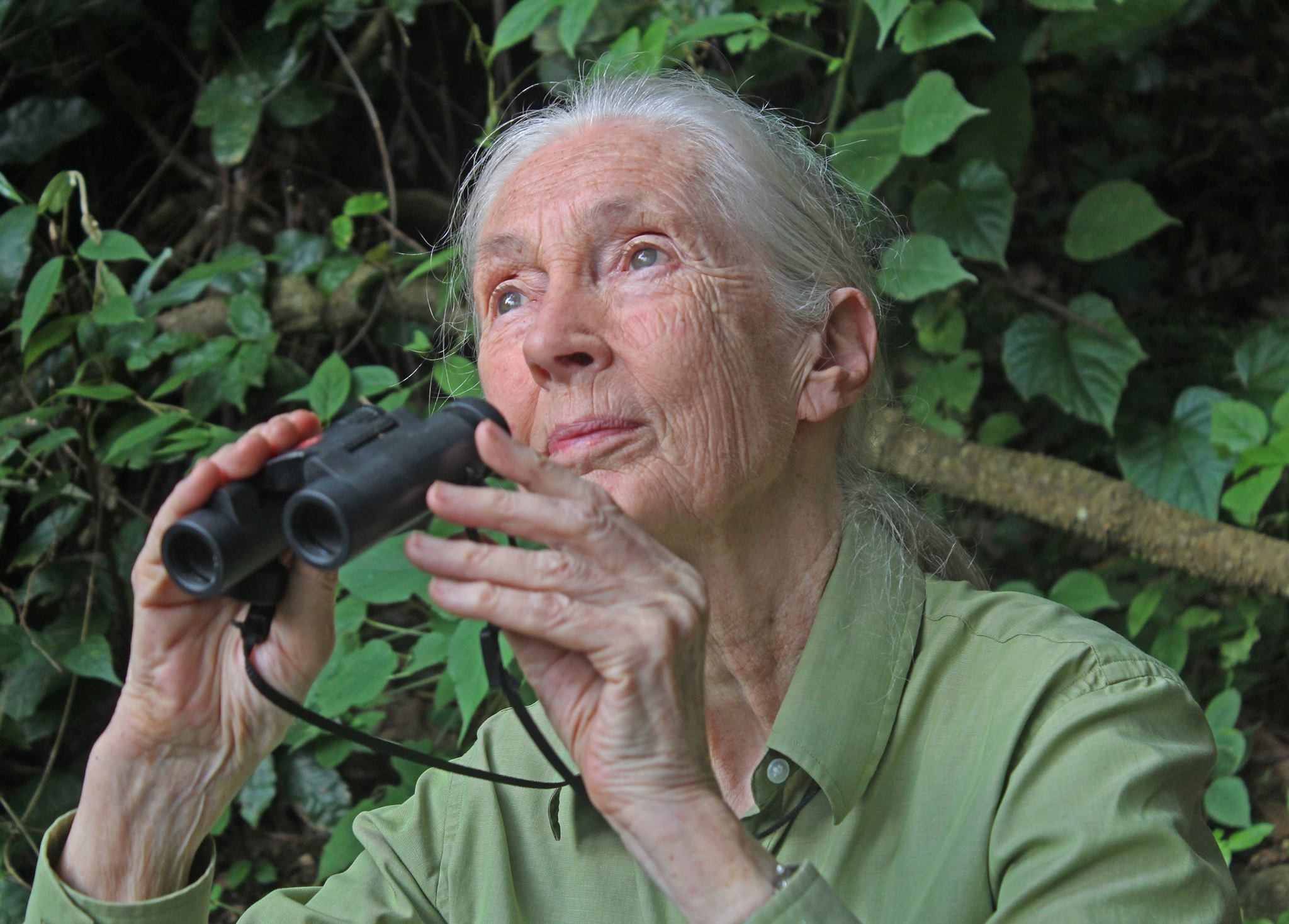 世界黑猩猩專家珍古德博士日前受訪時，透露大腳怪存在的可能性。（翻攝Jane Goodall Facebook）