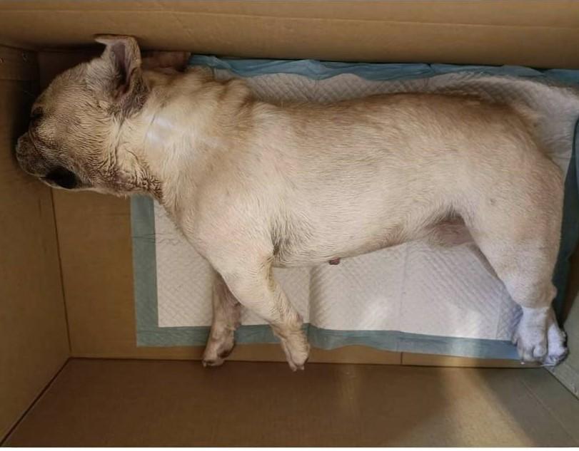 飼主疏忽將犬隻放入烘箱後就離去，導致愛犬熱衰竭死亡。（新北動保處提供）