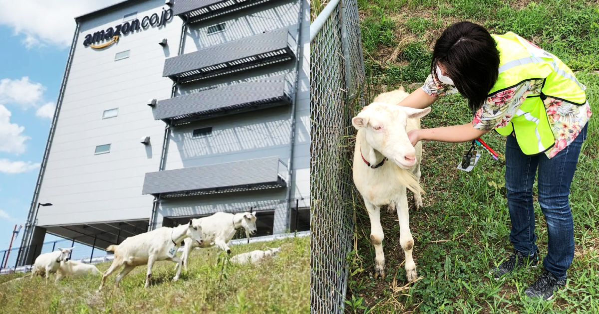 日本亞馬遜從2013年起聘請一批山羊員工,每週固定時間到公司上班負責除草,還跟人類員工一樣掛有公司識別證。(翻攝推特@AmazonJP)
