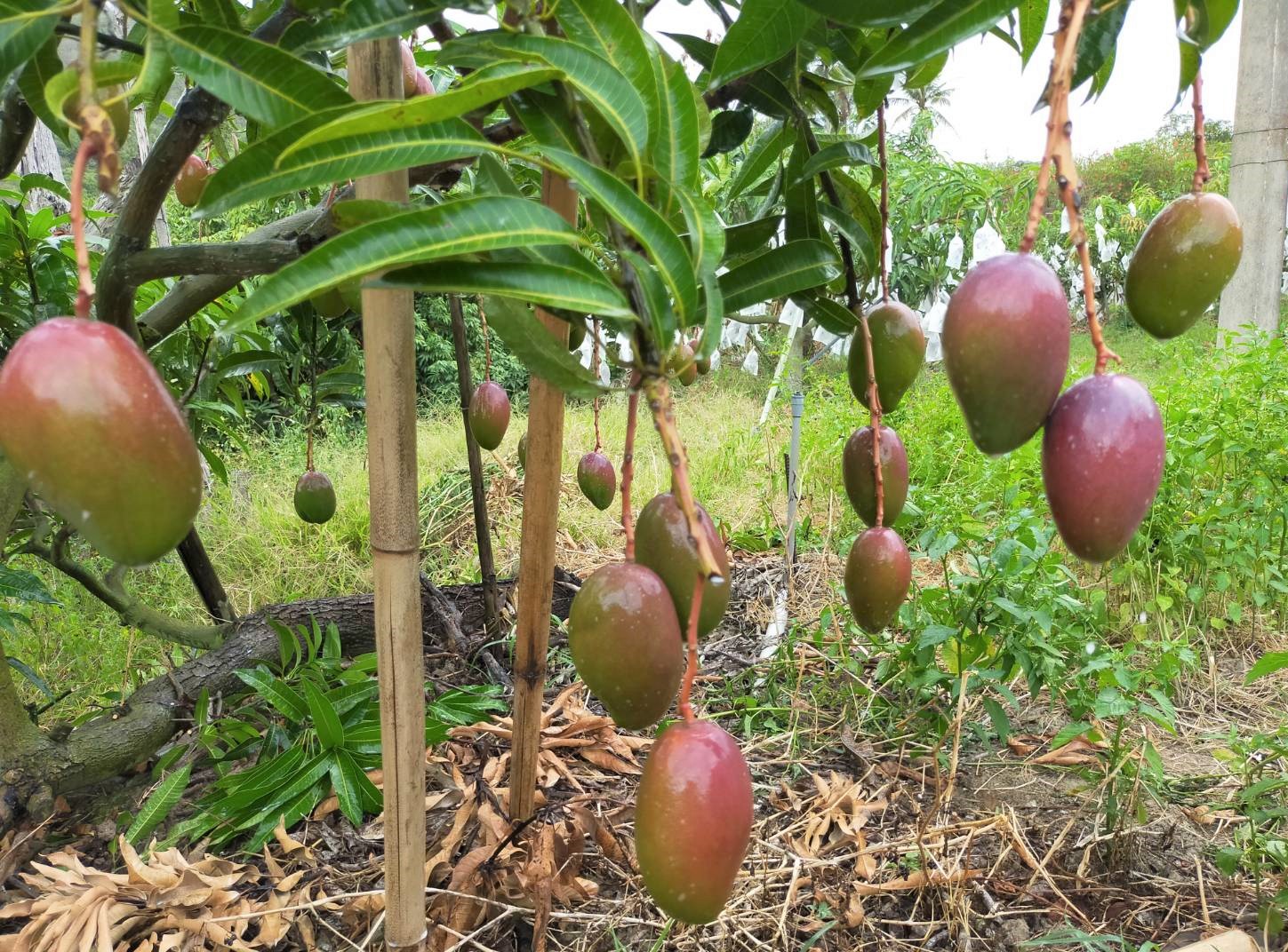 恰口團隊研發的天然水果保鮮製劑，現今已得到良好試驗結果。以芒果為例，減少20%的果實棄置，良率從70%提升至90%，預估增加8億元產值。（恰口貿易團隊提供）