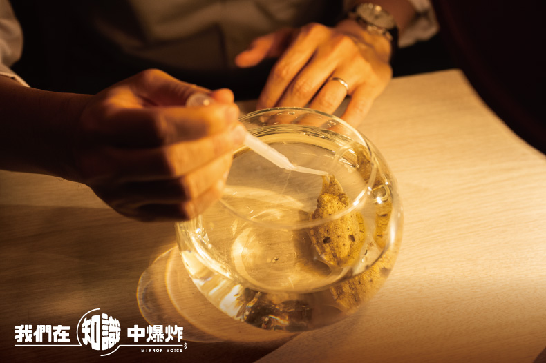 實驗室中養殖的烏賊體型較一般烏賊小,是因為飼養缸中的水溫較低,生長速度也就較慢。且為了方便實驗比較以及飼養缸尺寸的限制,他們也會控制烏賊的進食量。(鏡好聽提供)