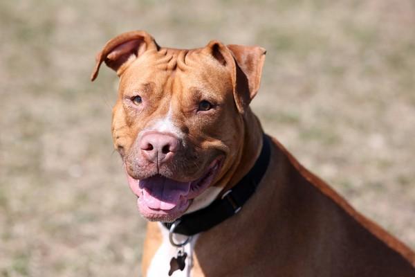 比特犬被列為危險犬隻，出入公共場所有相關條件。示意圖。（翻攝自pixabay）