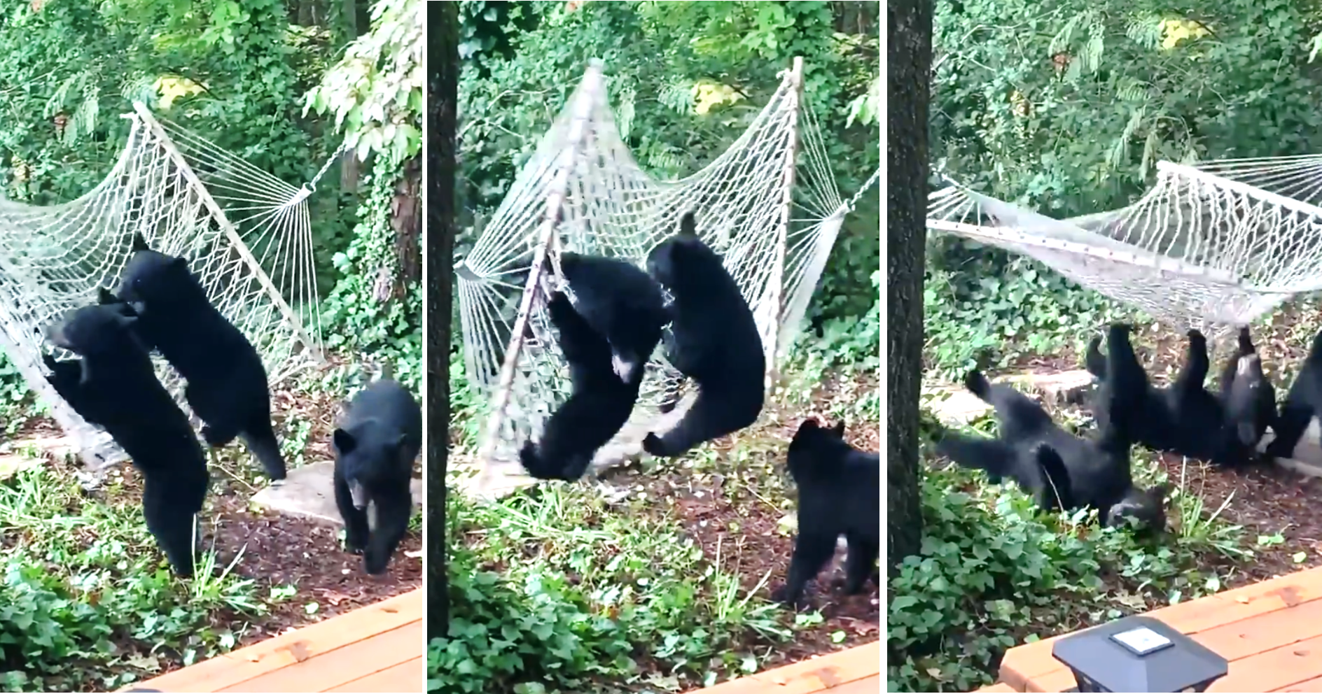 美國有位民眾在山區度假村，拍到兩隻小黑熊想上吊床卻失敗，同步往後跌倒，呆萌的畫面讓網友笑稱好像搞笑團體的喜劇橋段。（翻攝推特@ABC）