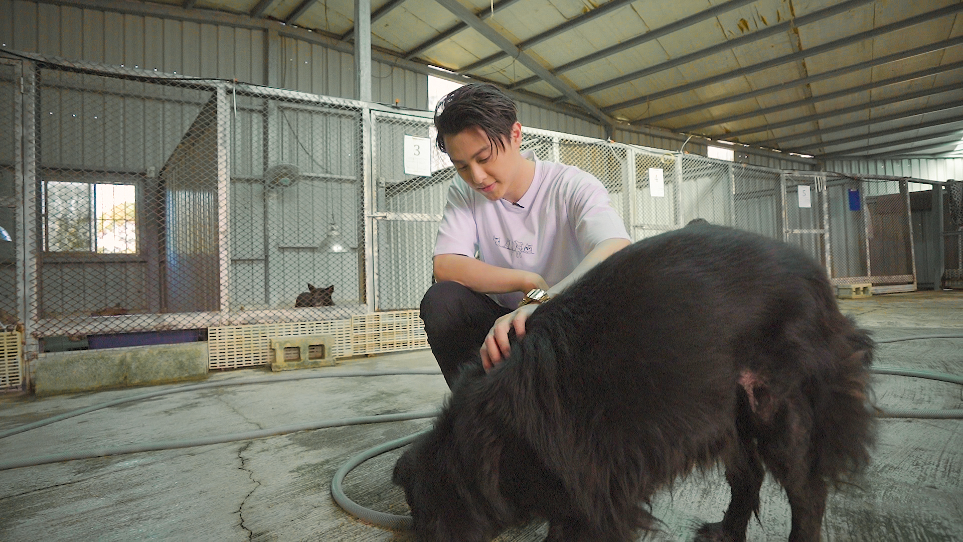 王子至狗園當義工，也稍克服了童年時對狗的害怕。（CHECK2CHECK提供）