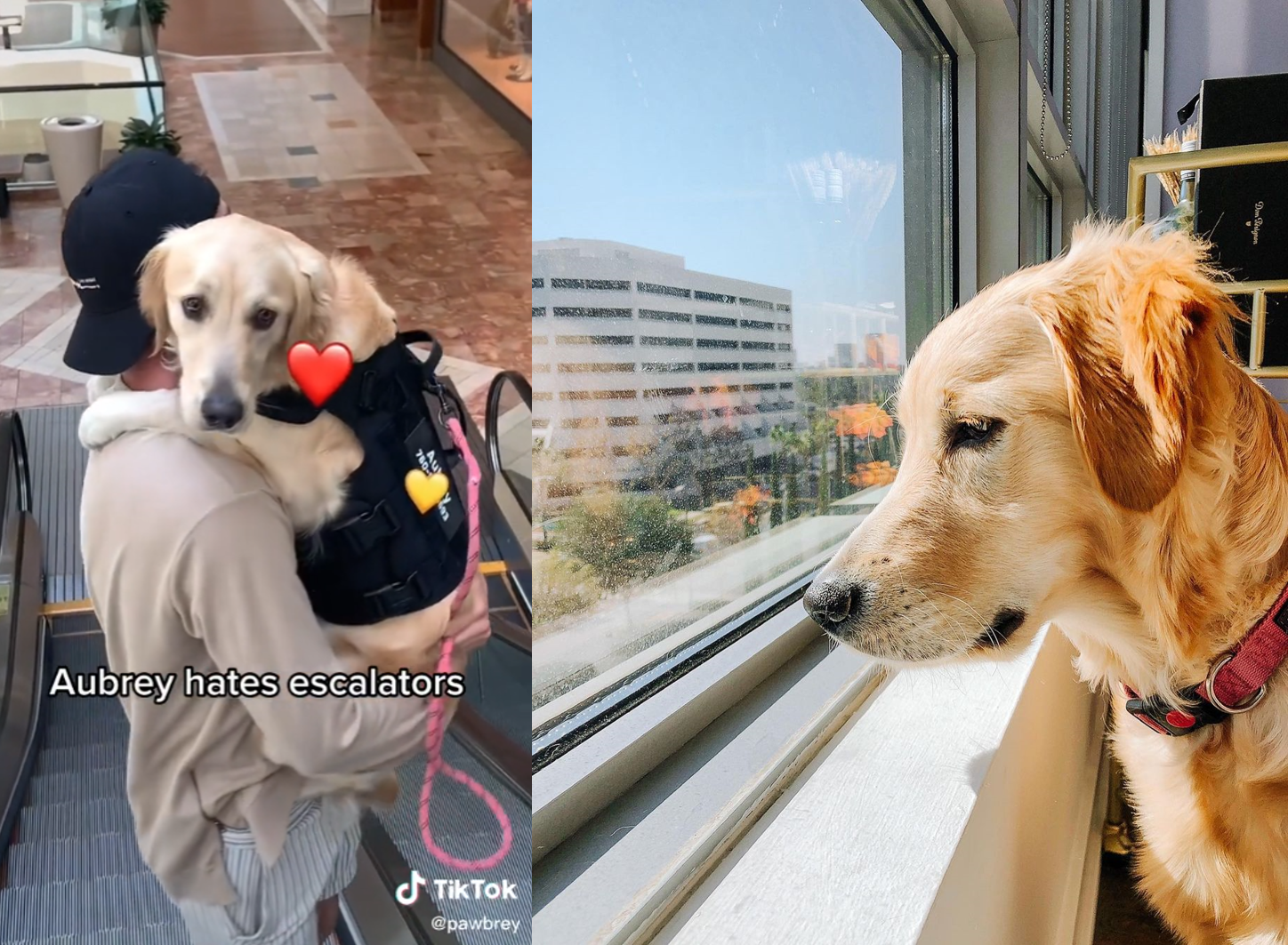 奧布里的飼主常在抖音與IG分享牠的可愛日常,害怕手扶梯的奧布里向飼主強尼討抱的模樣呆萌又可愛。(圖片翻攝抖音pawbrey/IG@pawbrey_)