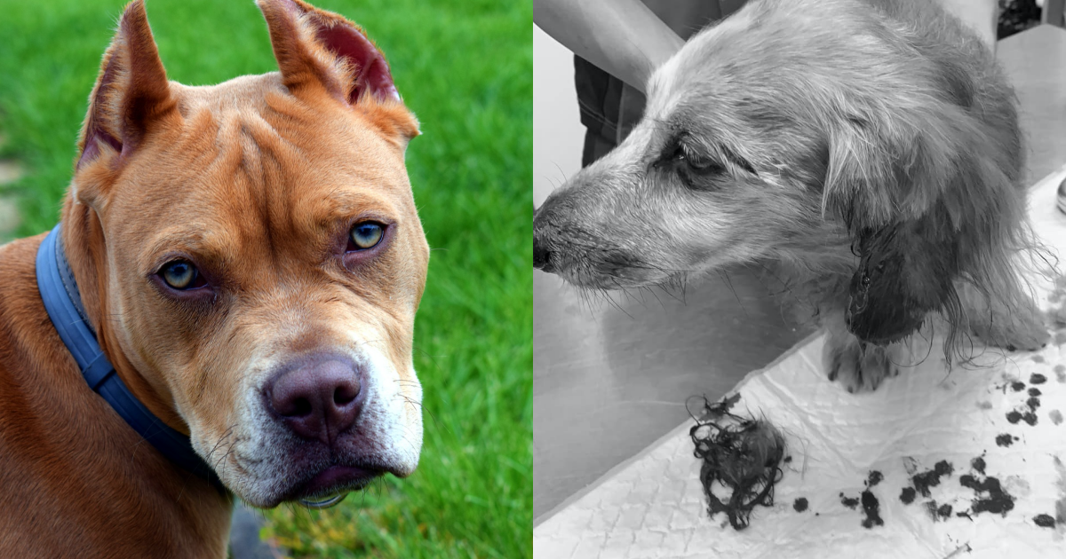 一隻臘腸狗(右,已做灰階處理)被比特犬(左,非肇事犬隻)咬傷。(翻攝自爆料公社公開版臉書、pixabay)