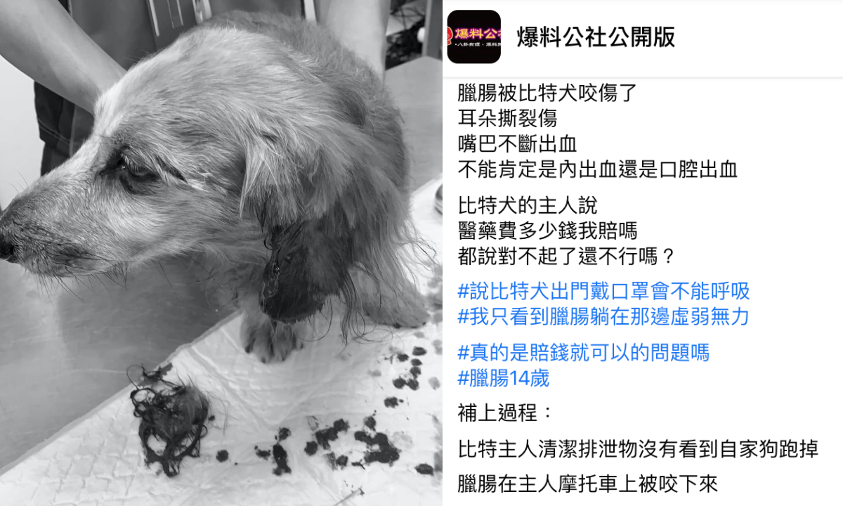 臘腸狗飼主在爆料公社發文,表示自己的狗被比特犬咬傷。(翻攝自爆料公社公開版臉書)