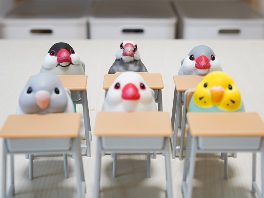坐在中間後排的櫻文鳥「KINOKO」,還看向鏡頭與同學們留下認真上課的合影,網友與飼主都讚嘆是奇蹟的瞬間。(圖片翻攝推特@suz_kinoko)