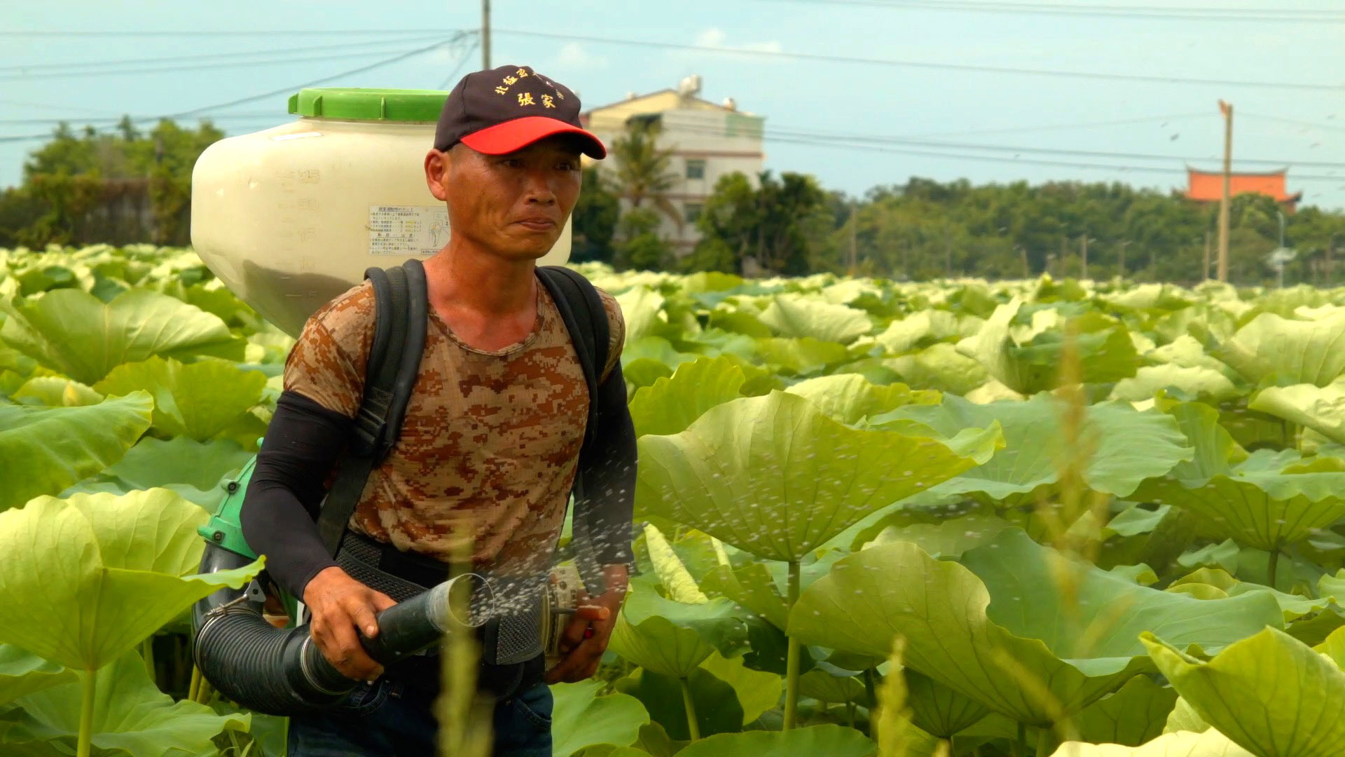 《老鷹之手》把鏡頭對準牛斗山的藕田，以及當地辛勤勞作的農人。（天馬行空提供）