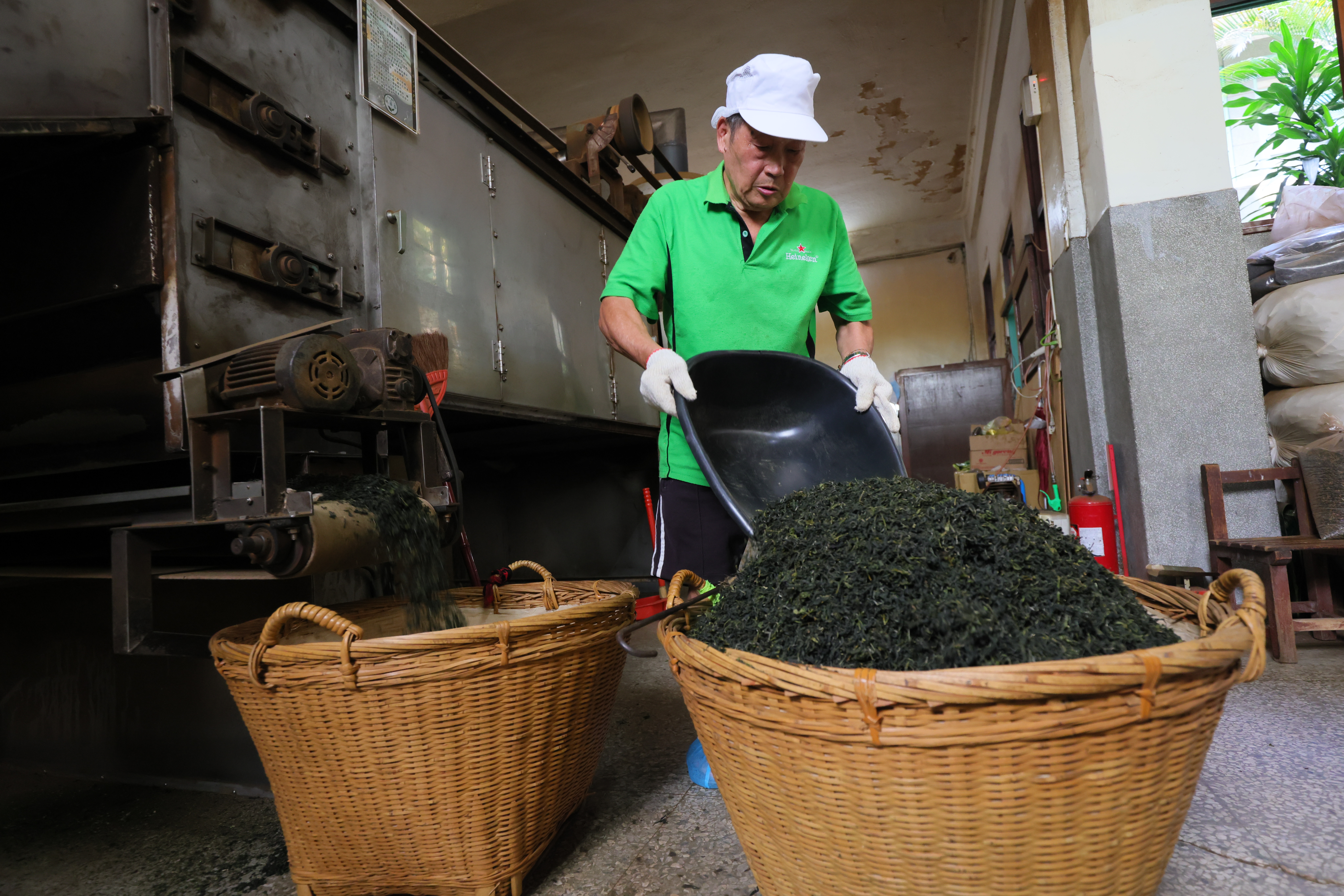 製茶師傅透過經驗、手感，為茶葉的品質把關。