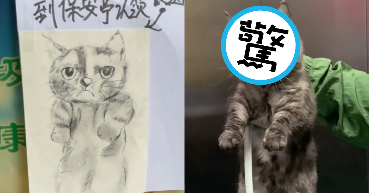 一名保全畫了「潦草」的走失貓咪畫像，沒想到貓咪本尊也長得如此潦草。（翻攝自小五他爹抖音）