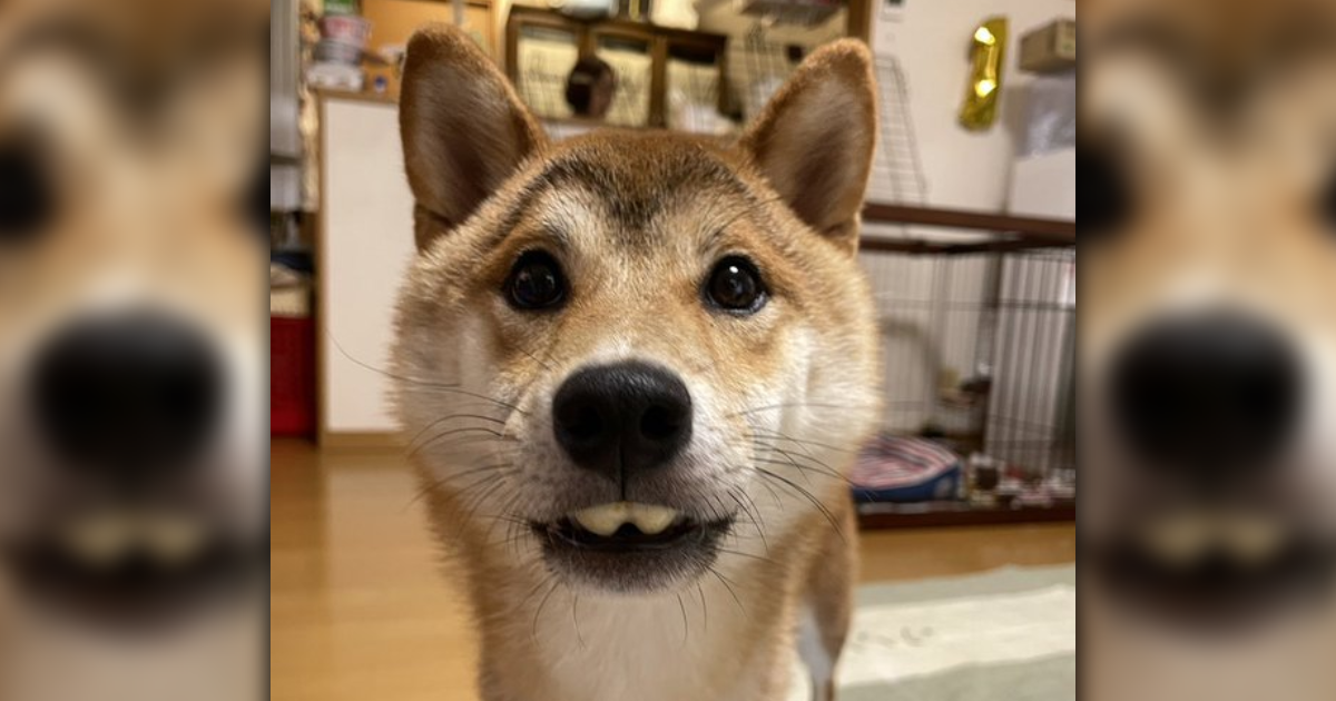 日本有隻一歲的柴犬海苔,日前咀嚼潔牙骨時,含在嘴巴的樣子神似長出小暴牙,飼主將照片上傳推特後萌翻許多網友。(翻攝自推特@ isobe0912)