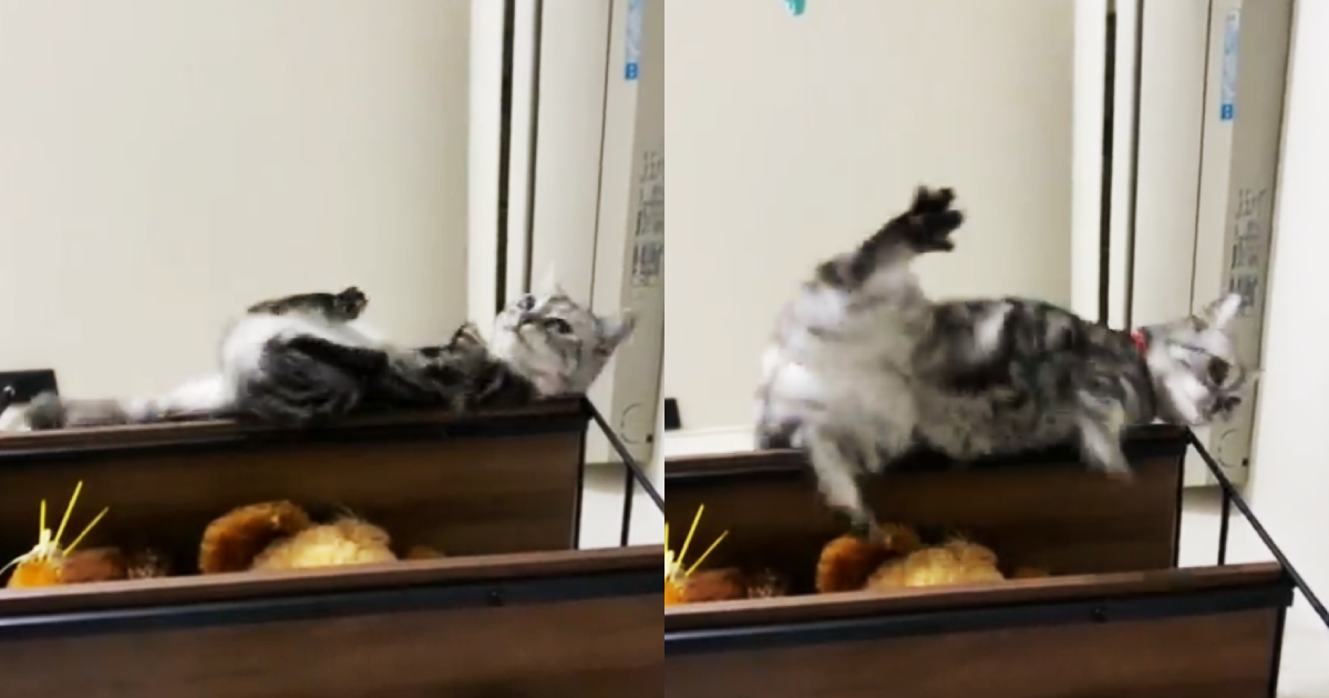 貓咪在床邊的層架頂端玩耍，意外摔落撞擊躺在下方的飼主，衝擊性的瞬間剛好被拍下，飼主被貓飛踢痛到慘叫，但也讚嘆貓咪反射神經太強，迅速轉身落地的動作太厲害。（翻攝推特@ryutako69）