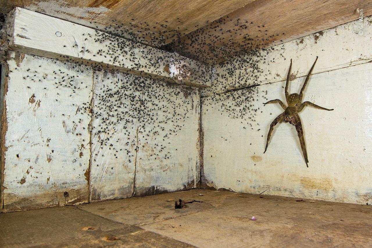 攝影師懷森藉著2次捕捉蜘蛛的瞬間,贏得野生動物攝影師大賽2項大獎。(翻攝自臉書Royal Ontario Museum)