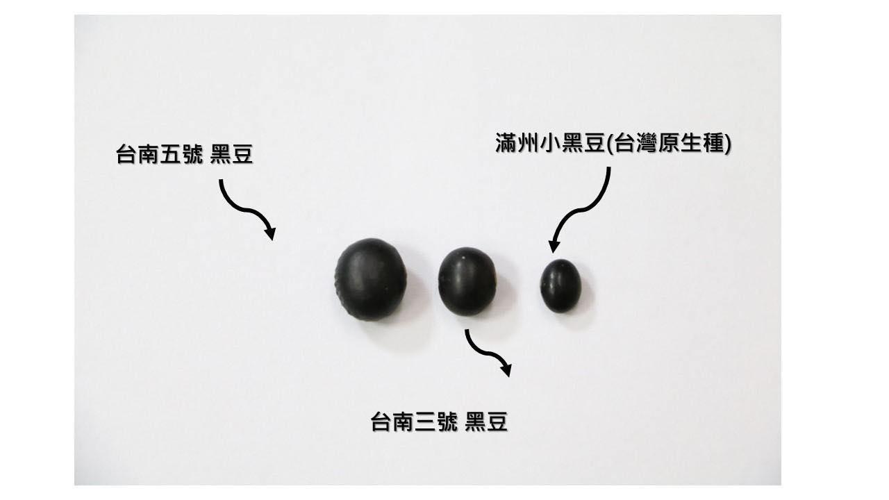 擺在一起看,就知道台灣原生種的滿州小黑豆,個頭真的很小。(豆油伯提供)