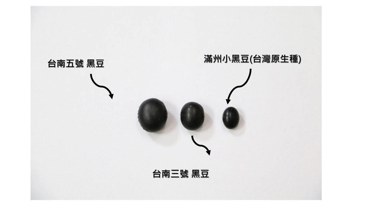 擺在一起看，就知道台灣原生種的滿州小黑豆，個頭真的很小。（豆油伯提供）