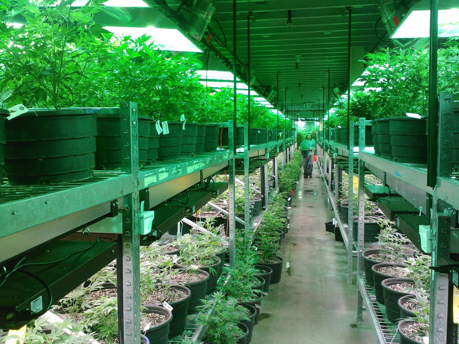 在歐美國家相當專業的大麻種植場。(示意圖,翻攝Pixabay)