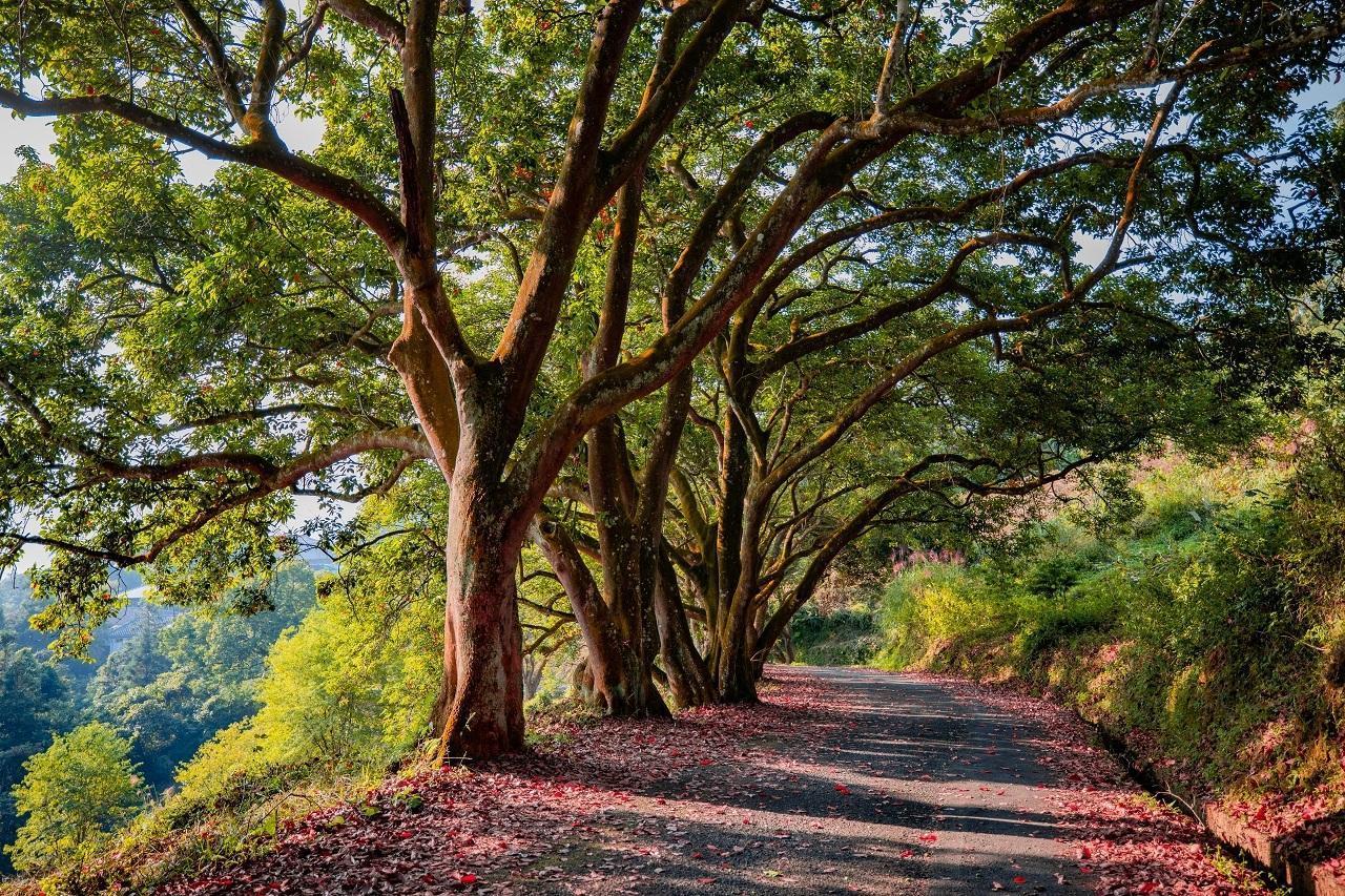 貓囒山錫蘭橄欖紅葉步道,在秋冬清晨陽光灑落更顯仙氣。
