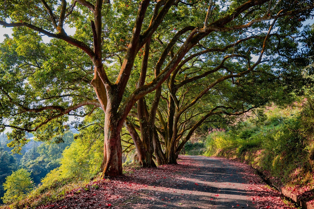 貓囒山錫蘭橄欖紅葉步道，在秋冬清晨陽光灑落更顯仙氣。