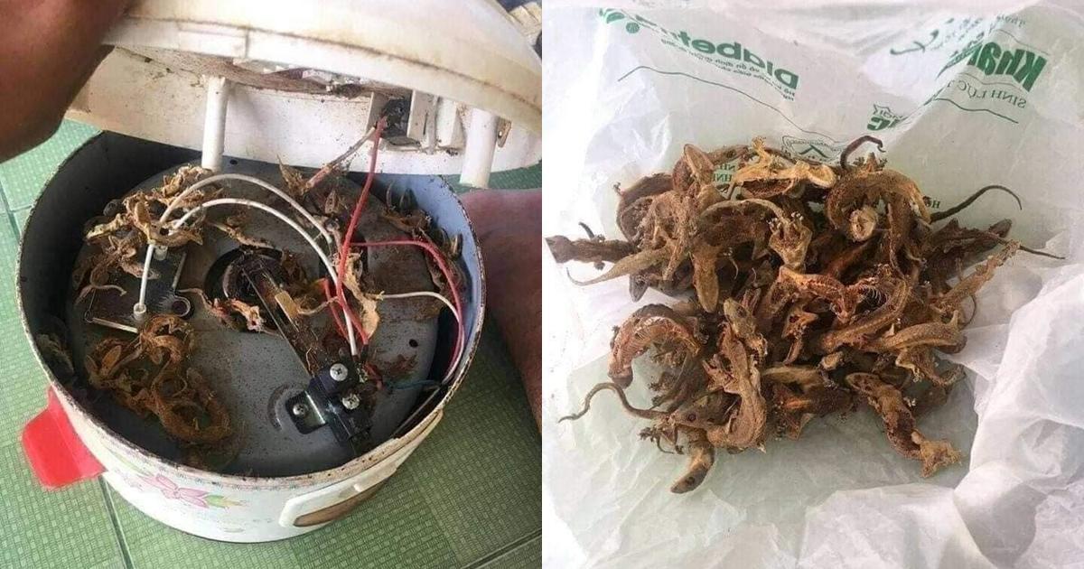 阿嬤的飯鍋下藏有大量壁虎乾屍。(翻攝自爆廢公社公開版臉書)